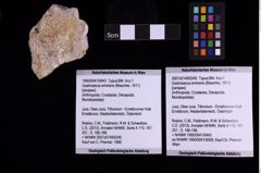 Foto (Objekt + Etiketten) von Gastrosacus eminens (Blaschke, 1911) (NHMW-GEO-1990-0041-0443)